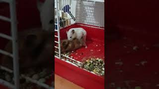 Hamsters en apareamiento  hembra en celo [upl. by Justinian]