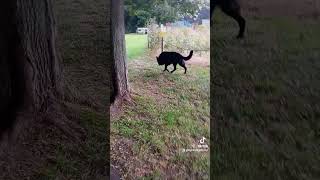 My hackles are updogs germanshepherd doglover shortvideos [upl. by Enelhtak573]