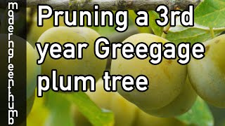 Pruning 3rd Year Greengage Plum Tree [upl. by Onitnevuj16]