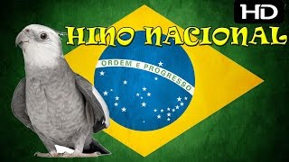 Hino Nacional Para Treinamento de Calopsitas  2 Horas [upl. by Adiarf]