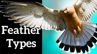 Types of Bird Feathers  Use Shape to Identify Feathers [upl. by Roxanna]