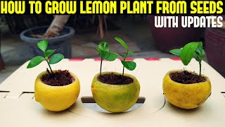 How To Grow Lemon Tree From Seed WITH FULL UPDATES [upl. by Isador396]