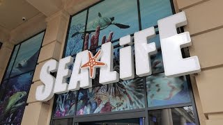 Sea Life Centre Manchester  Full Tour [upl. by Ailla]