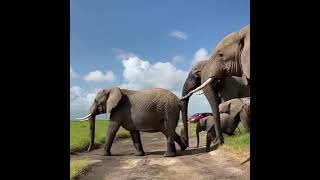 Amboseli national park [upl. by Primrose]