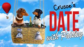 Ep 4 Crusoe the Dachshunds Date with Paisley CuteFunny Dog Date [upl. by Nap804]