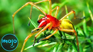 Top 10 Most Venomous Spiders On Earth [upl. by Ellehciram]