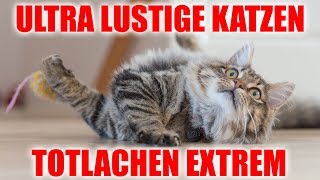 Lustige Katzen Videos zum TOTLACHEN EXTREM 😂 [upl. by Lekzehcey]