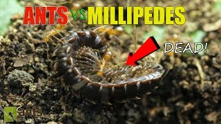 Ants vs Giant Millipedes [upl. by Ettezzus497]