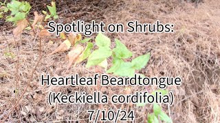 Spotlight on Shrubs Heartleaf Beardtongue Keckiella cordifolia 71024 San Diego Ca [upl. by Adlez]