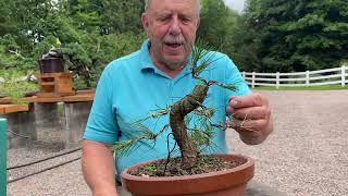 How to Wire a Japanese Black Pine PreBonsai [upl. by Whitnell]