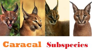 Caracal Subspecies  All Caracal Subspecies Of The World [upl. by Eixirt503]