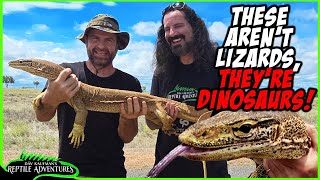 GIANT MONITOR LIZARDS IN AUSTRALIA [upl. by Nnyltiak]