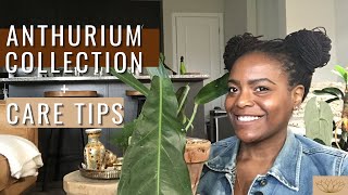 My Anthurium Collection  How to Care for Anthuriums  Plant Care Tips and Maintenance [upl. by Ellehcit]