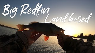 Land Based How to Catch a BIG Redfin Perch on Soft Plastics [upl. by Corrinne533]