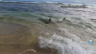 Weekend dive turns into shark encounter on Kauai [upl. by Atteyek]