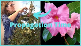 Part 2 How to Propagate  Propagating Dipladenia Mandevilla Vine Indoors [upl. by Artemus409]