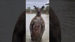 Australian man saves dog from Kangaroo [upl. by Areehs]