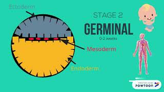 The Stages of Prenatal Development [upl. by Eillas]