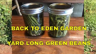 Back To Eden GardenYARD LONG GREEN BEANS [upl. by Colleen79]