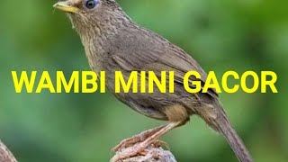 HWAMEIWAMBI MINI BURUNG KECIL SUARANYA BIKIN RIBUT [upl. by Meijer217]