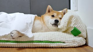 My Shiba Inu’s Morning Routine [upl. by Nerred]