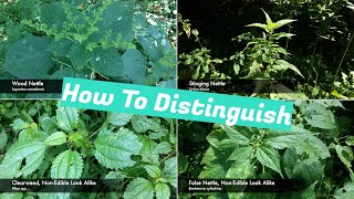 Nettle Identification [upl. by Fonda]