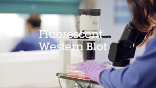 Fluorescent Western Blot video protocol [upl. by Zared588]