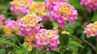 lantana camara [upl. by Buskus424]