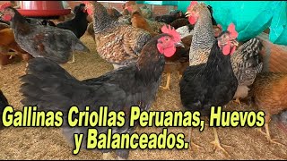 GALLINAS CRIOLLAS PERUANAS HUEVOS Y BALANCEADOS [upl. by Yrreg]