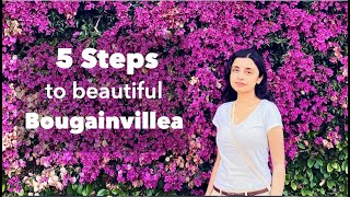 Trim Bougainvillea in 5 Steps See How to Grow Beautiful Bougainvillea [upl. by Nima]