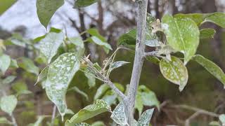 Trying Surround WP on my Ayers Pear this year to fight Plum Curculio [upl. by Chuck849]