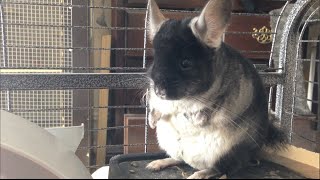 CUTEST Chinchilla A Night in the Life [upl. by Vachel62]