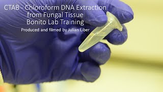 CTAB  Chloroform DNA Extraction from Fungal Tissue  Bonito Lab Training [upl. by Deck606]