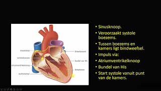 werking van het hart [upl. by Ressler]