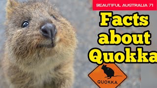 Quokka  Facts amp Information  Beautiful Australia [upl. by Ahsekyw729]