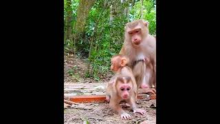 Full active Lexis had amusing time play with Jenifer shortvideo shorts short monkey animals [upl. by Lienad780]