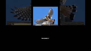 Local Kestrels aka Windhovers and Gerard Manley Hopkins poem quotThe Windhoverquot birds  poetry [upl. by Gerick928]