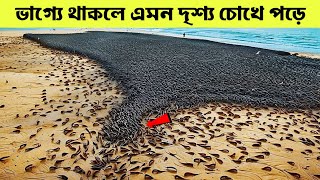 ভাগ্যে থাকলে এমন দৃশ্য কোটিতে একবার ক্যামেরায় ধরা পড়ে [upl. by Horner]