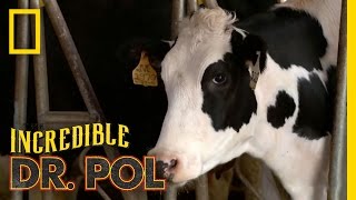 Nervous Nelly  The Incredible Dr Pol [upl. by Nylorahs]