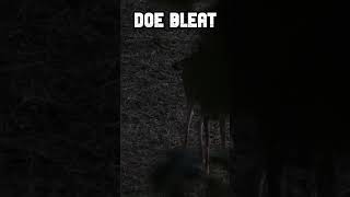 Vocal Doe  Doe Bleat vs Doe Grunt whitetailhunt deerhunting [upl. by Eb478]