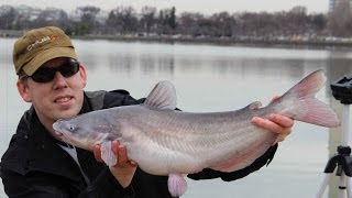 HandOverFist Catfish and Carp fishing in Washington DC [upl. by Alyose]