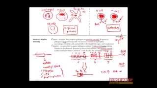 First Aid for the USMLE Step 1 IMMUNOLOGY  01  Overview of the immune system [upl. by Enitsej]