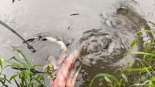 Baby Alligators Death Roll To Eat Fish [upl. by Ilyse47]