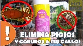 ¿Como eliminar Gorupos y piojos en Gallos y gallinas HD [upl. by Budge]