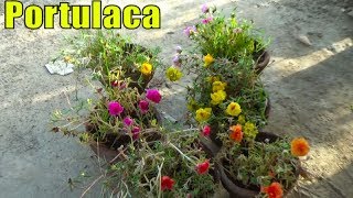 Portulaca Flowering Plant  Moss Rose [upl. by Anirahc]