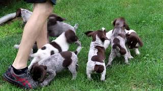 German Shorthaired Pointer Puppies for Sale [upl. by Anitnelav881]