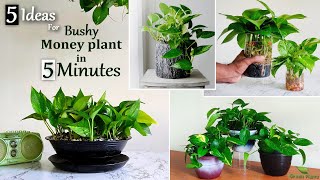 5 Easy Ideas to Grow Bushy Money plant in 5MinutesMoney plant Indoor Decoration IdeasGREEN PLANTS [upl. by Esirahs]