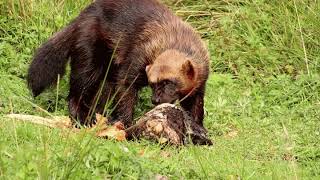 Wolverine Highland Wildlife Park [upl. by Itraa]