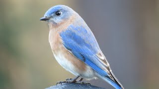 How to attract bluebirds to your yard  beginner and advanced tips [upl. by Chaves]