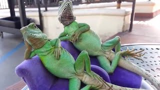 WATCH The Worlds Most Relaxed Lizards [upl. by Russon]